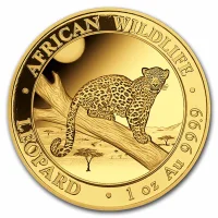 African Wildlife Leopard 2021